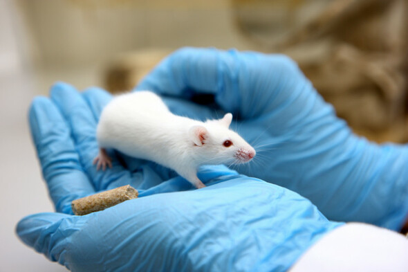 Switzerland set to vote on ban of animal and human pharma testing - Vimarsana News