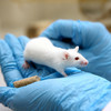 Switzerland set to vote on ban of animal and human pharma testing