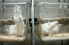 Poll: Should Ireland introduce a ban on animal and human pharma testing?
