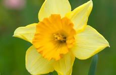 Daffodil Day fundraiser to return in-person next month for the first time since Covid-19