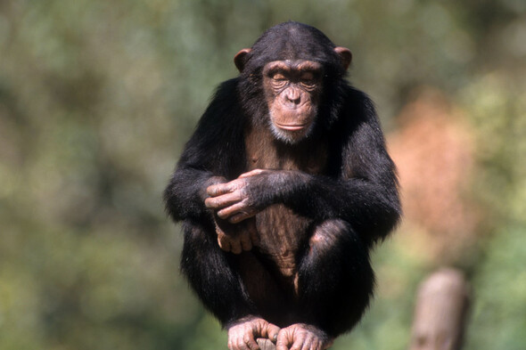 Swiss region to vote on giving primates fundamental rights - Vimarsana News