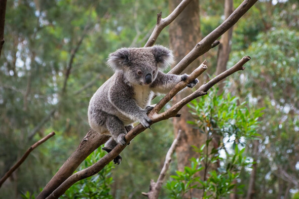 Koalas declared endangered in eastern Australia amid disease and habitat loss - Vimarsana News