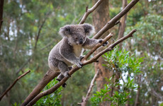 Koalas declared endangered in eastern Australia amid disease and habitat loss