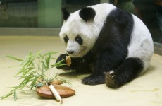 Oldest known male panda dies in Germany