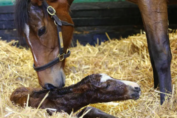 Superstar Enable delivers a Kingman colt as first foal - Vimarsana News