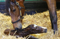 Superstar Enable delivers a Kingman colt as first foal