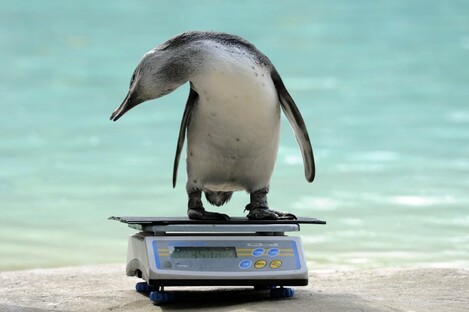 Does my bum look big in this?
