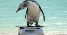 London Zoo keepers weigh and measure 16,000 animals