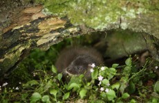 Feelgood story of the day: Shannon the otter gets released back into the wild