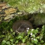 Feelgood story of the day: Shannon the otter gets released back into the wild