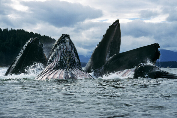 World's whales facing increasing threats along migration 'superhighways' - Vimarsana News