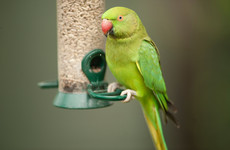 BirdWatch Ireland calls for reports of invasive parrot species after sightings in Dublin park