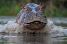 Colombian government to declare hippos descended from Pablo Escobar's herd an invasive species