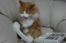 Cat summons police in Swansea by dialling 999