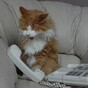 Cat summons police in Swansea by dialling 999