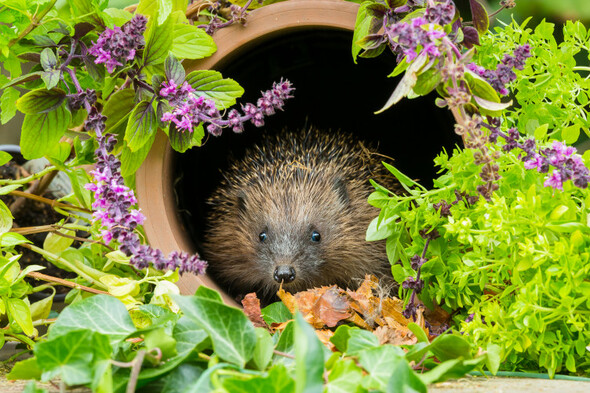 Quiz: How much do you know about these spring animals? - Vimarsana News