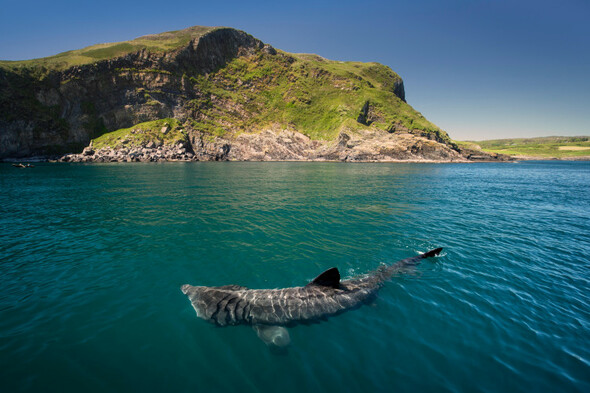 Basking sharks to be granted 'protected wild animals' status - Vimarsana News
