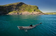 Basking sharks to be granted 'protected wild animals' status