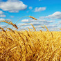 Farmers say they will 'play our part in national effort' as minister to ask them to plant crops