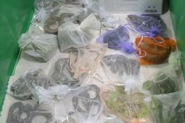 US border officers find 52 lizards and snakes hidden in man's clothing - Vimarsana News