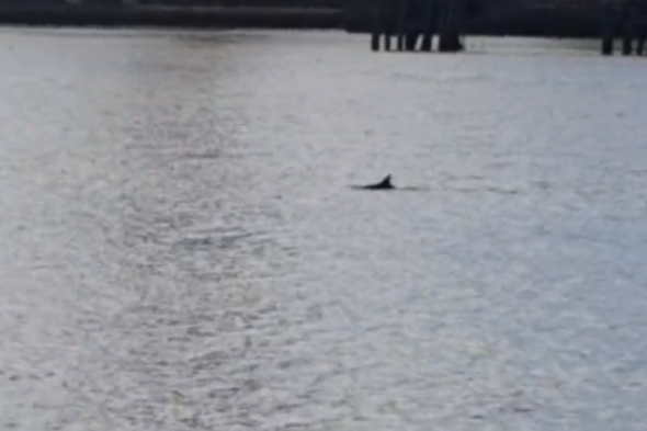 'It is an unusual record': Dolphin spotted in River Liffey on Saturday - Vimarsana News