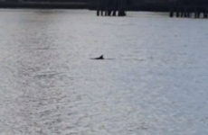 'It is an unusual record': Dolphin spotted in River Liffey on Saturday