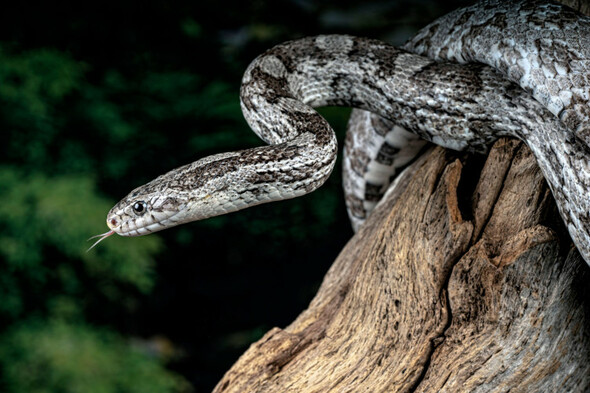 Quiz: How much do you know about snakes? - Vimarsana News