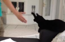 VIDEO: Coolest cat in the world is down with high-fives