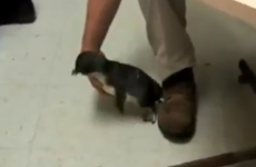 VIDEO: So it turns out baby penguins really like being tickled