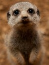 It's Friday so here's a slideshow of meerkats from around the world