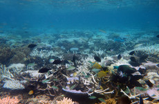 Australia's Great Barrier Reef suffers 'widespread' bleaching event