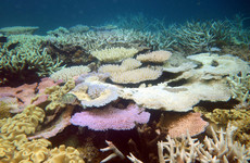 Australia authorities declare 'mass bleaching' at Great Barrier Reef