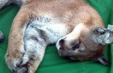 'Stupid teenager' mountain lion caught at US casino