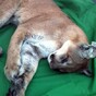 'Stupid teenager' mountain lion caught at US casino