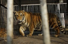 Tiger escapes and kills keeper at German zoo