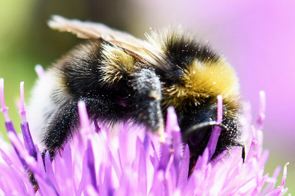The Bee Guy: Diary of a mother bumble bee stuck at the window - Vimarsana News