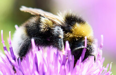 The Bee Guy: Diary of a mother bumble bee stuck at the window
