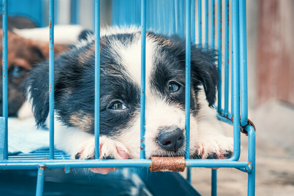 Opinion: Dog fertility clinics and artificial insemination are the wild west of animal welfare - Vimarsana News