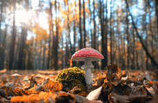 Sitdown Sunday: The secret life of mushrooms