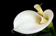 Poll: Do you wear an Easter lily?