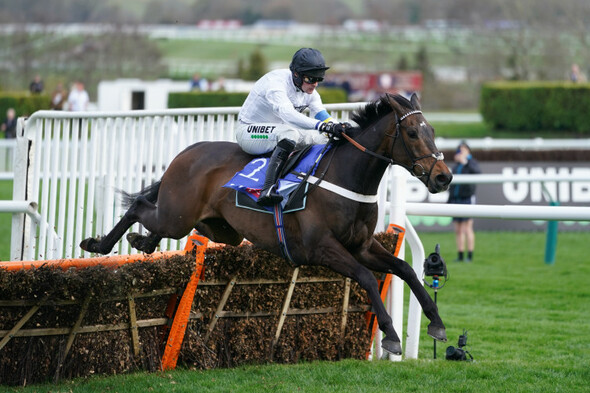 No Honeysuckle showdown at Punchestown for Constitution Hill - Vimarsana News