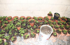 Over €200,000 worth of cannabis seized from Westmeath shed