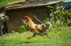 Legal requirement to confine poultry over bird flu fears to be lifted on Friday