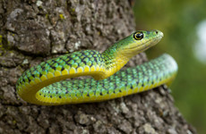 At least one in five reptile species threatened by extinction in biodiversity crisis