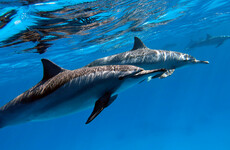 Satellite images show Russia deploying trained dolphins to protect Black Sea naval base