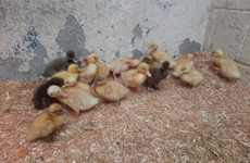 Remember the Covid duckling craze? The DSPCA is still caring for 15 of them