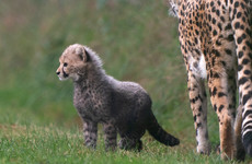 Rare Asiatic cheetah cubs born in captivity in Iran