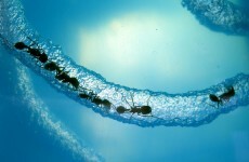 Sorry, Al Gore: it turns out ants invented the internet