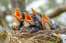 Carlow court upholds €6,000 fine for man who damaged nests and eggs of five different bird species