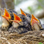 Carlow court upholds €6,000 fine for man who damaged nests and eggs of five different bird species